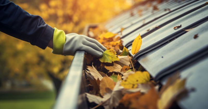 Cleaning After Leaf Fall